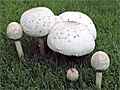 09-21-03_Kinoko_small