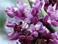 eastern_redbud_03_small