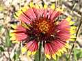 indian_blanket_03