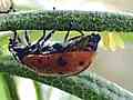 /ladybug_01_small