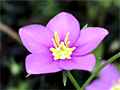 meadow_pink_03