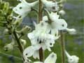 Larkspur