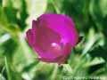 winecup_2000_04